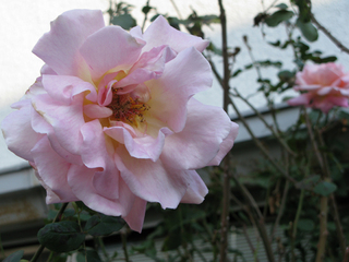 20131207バラ.jpg