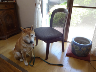 いすとまる.jpg