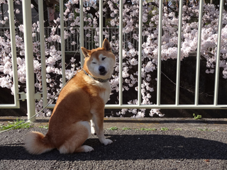 さくら背景まる1.jpg