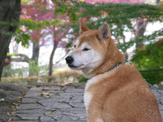 ふりかえりまる かわいい.jpg