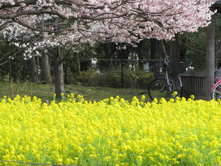 景色菜の花と桜.jpg