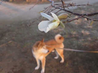 IMG_7581こぶしミニ.jpg